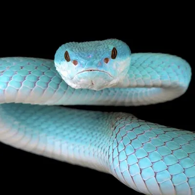 Судьба змеи | Пикабу