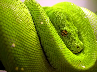 Картинки самые красивые змеи - подборка 15 фото