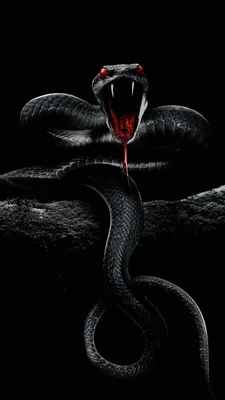 Черная змея обои на телефон - 58 фото
