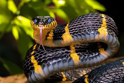 Красивые картинки змей на заставку - 80 фото