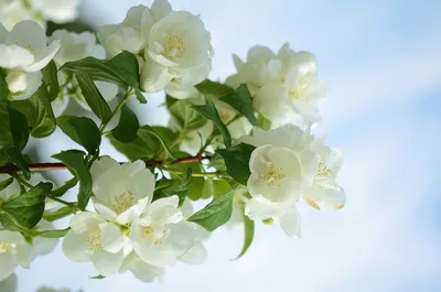 Красивые нежные весенние цветки - обои на рабочий стол