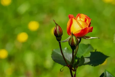 Обои для рабочего стола Красивые нежные розы фото - Раздел обоев: Цветы