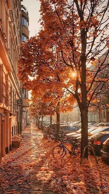 Ну, здравствуй, осень! 127 картинок на телефон, аву и просто для настроения  🍁 | Autumn scenery, Autumn landscape, Autumn scenes