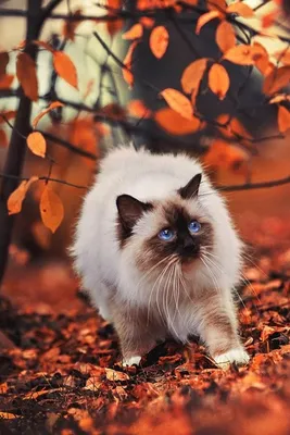 Ну, здравствуй, осень! 127 картинок на телефон, аву и просто для настроения  🍁 | Pretty cats, Beautiful cats, Gorgeous cats