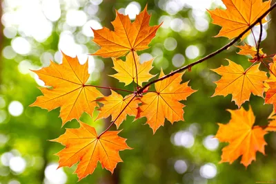 Картинки осенние листья клена - 69 фото