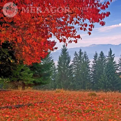 MERAGOR | Осенний лес на аватарку