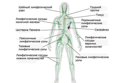 Патехии , эхимозы, лимфаденопатия , температура | Пикабу