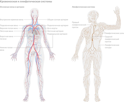 Варикоз на ногах, как избавиться? | Блог Daily Medical