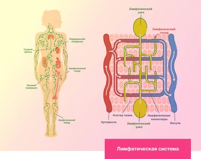 Почему воспаляются лимфоузлы в паху?