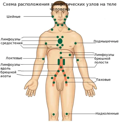 Чистка лимфы - как правильно чистить, зачем это делать, и способы.