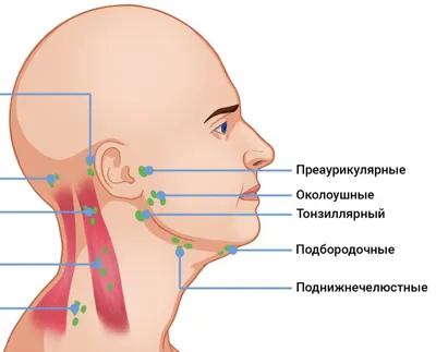 Онко Вики — Как восстановиться после лечения рака?