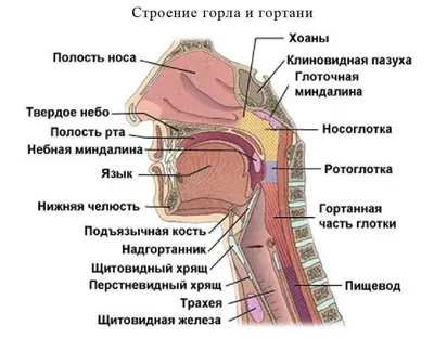 Поможет ли очищение лимфы стать здоровее?