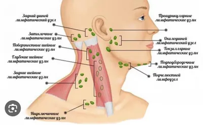 шея человека с напряженной областью, увеличены лимфоузлы на шее фото,  лимфа, анатомия фон картинки и Фото для бесплатной загрузки