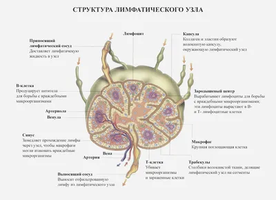 Лимфатические узлы шеи