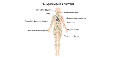 Воспаленные лимфоузлы у взрослых и лечение гомеопатией - Клиника С Ганемана