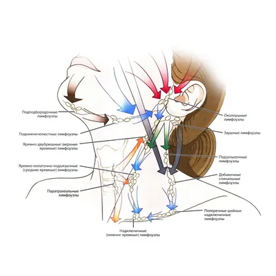 Увеличенные лимфоузлы на шее у детей лечение гомеопатией - Клиника С  Ганемана