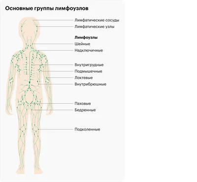 Почему воспаляются лимфоузлы — самые распространенные причины | | Infopro54  - Новости Новосибирска. Новости Сибири