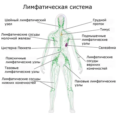 лимфоузлы шеи иллюстрация штока. иллюстрации насчитывающей заболевание -  153409942