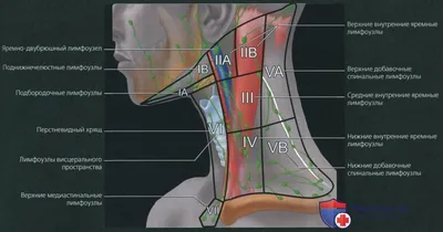 Почему воспаляются лимфоузлы на шее - что делать, причины и лечение