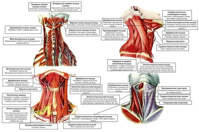 Лимфоузлы шеи. + | Портал радиологов