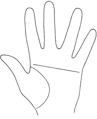 Большой палец — Википедия