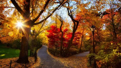 Обои осенние 1366x768, обои осень, wallpapers autumn, скачать обои высокого  качества