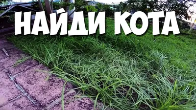 Найди кота, залипни до утра! | Пикабу