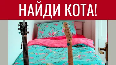 Найди кота в дровах и панду в металлистах: загадки соцсетей