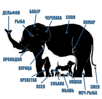 Сколько всех животных на картинке? » Невседома