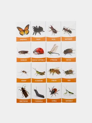 картинки насекомых для детей с названием скачать для распечатки