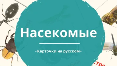 23 Бесплатные Карточки Насекомые на Русском | PDF