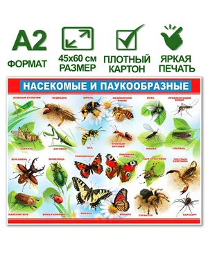 Обучающий плакат \"Насекомые и паукообразные\", формат А2, 45х60 см, картон -  купить с доставкой по выгодным ценам в интернет-магазине OZON (827092763)