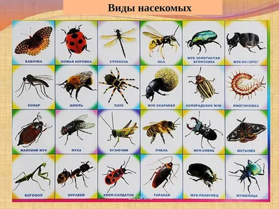 картинки : насекомое, Фауна, Беспозвоночный, Крупным планом, Насекомых,  Вредитель, Жук, Пиррокориды, Макросъемка, Членистоногие, жужелица, Крылатые  насекомые, навозный жук, Кузнец бескрылый, Скарабеи, Sze cionogi 3648x2736  - - 1403987 - красивые ...
