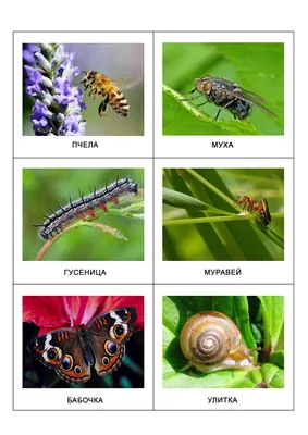 картинки : природа, крыло, фотография, насекомое, Моль, Крупным планом,  Фауна, Беспозвоночный, Крылья, Макросъемка, Членистоногие, Бабочки и  бабочки, Чистые крылатые насекомые 3905x2603 - - 1380121 - красивые картинки  - PxHere