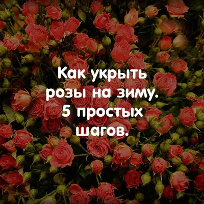 Обрезка роз весной – советы для начинающих цветоводов (с видео) | В  цветнике (Огород.ru)