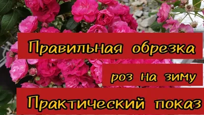 Обрезка роз осенью: пошаговая инструкция в картинках, правила и советы |  ivd.ru