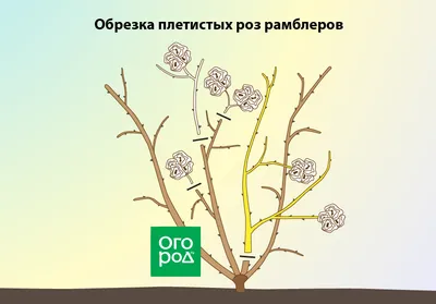 Как обрезать розы: весенняя, летняя и осенняя обрезка роз, когда лучше  обрезать и как правильно | Houzz Россия