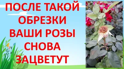 Обрезка плетистых роз под зиму. Супер укладка. | Карельские Дачники | Дзен