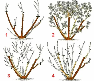 КАК ОБРЕЗАТЬ РОЗУ ПОСЛЕ ЦВЕТЕНИЯ ЛЕТОМ чтобы снова зацвела. Обрезка роз  летом. Как выращивать розы. - YouTube