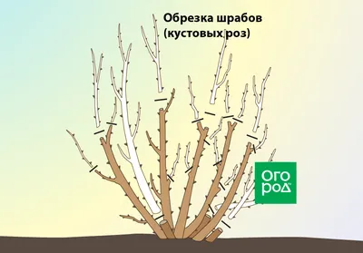 Обрезка плетистых роз под зиму. Супер укладка. | Карельские Дачники | Дзен