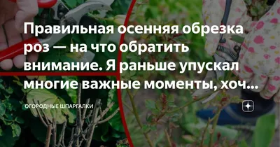 Какие растения нужно обрезать после цветения: 10 самых популярных цветущих  многолетников — Украина