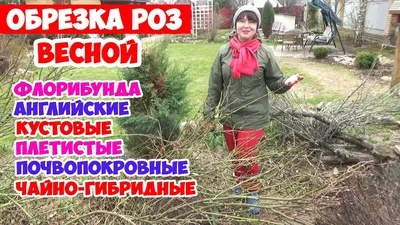 Как правильно укрыть розы на зиму