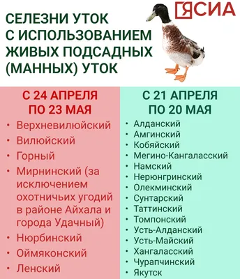 🦆 Охота на утку: способы, сроки открытия, тонкости и советы - GetHunt