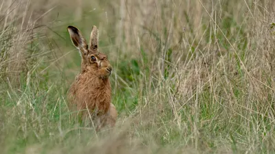 🐇 Охота на зайца (беляка, русака) - способы и сезон открытия - GetHunt