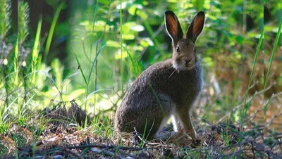 Охота на зайца – методы, оружие, правила, сроки