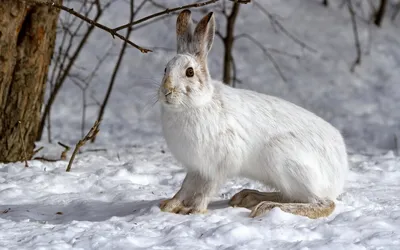 🐇 Охота на зайца (беляка, русака) - способы и сезон открытия - GetHunt