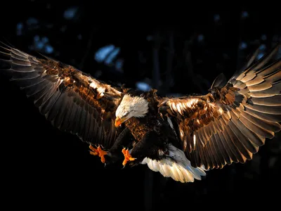 Обои птица, орел, крылья, eagle на рабочий стол