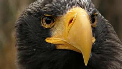 Скачать фотообои для рабочего стола: черный орел, обои на рабочий стол,  black eagle, wallpaper