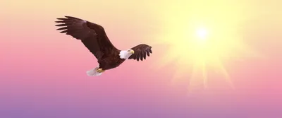 Картинка на рабочий стол орел, крылья, полет, bald eagle, real 1920 x 1080