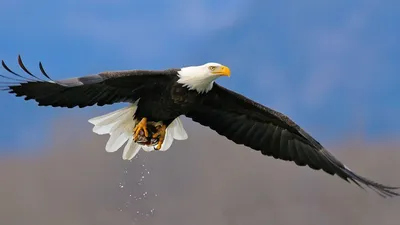 Создать мем \"белоголовый орлан, фото птицы орел в горе, обои на рабочий  стол орел в полете\" - Картинки - Meme-arsenal.com